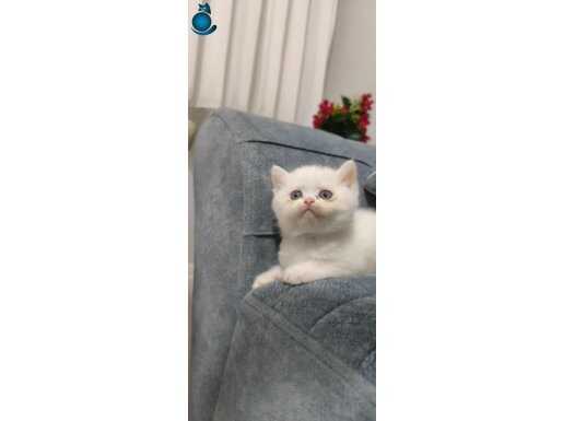 BICIRIKLAR YENİ YUVAYA GİTMEYE HAZIR