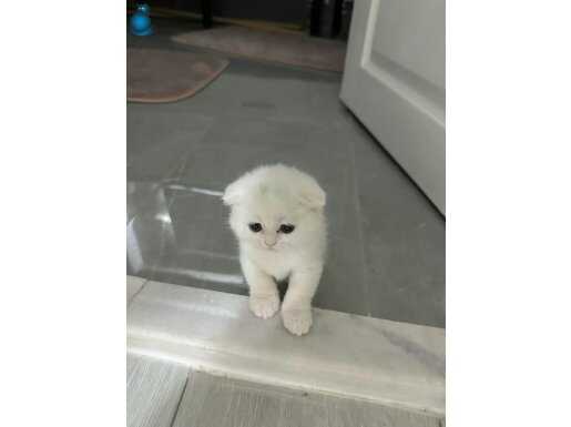 GÜZEL PAMUĞUM TESLİME HAZIR