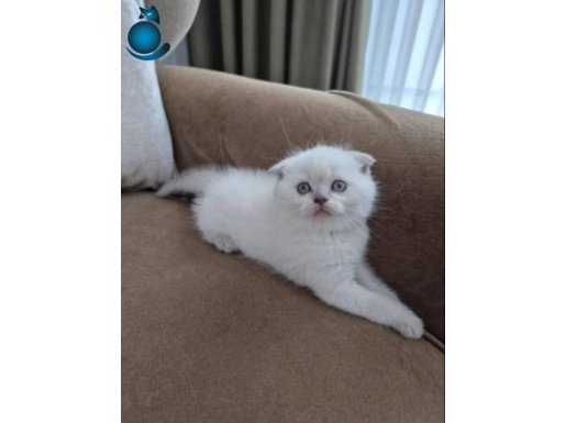 BAL SURATLIM TESLİME HAZIR