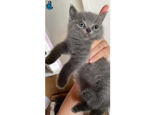 SEVİMLİ BICIRIKLAR YENİ YUVAYA GİTMEYE HAZIR