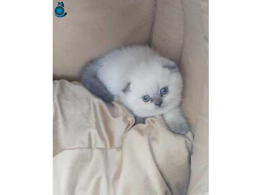 TOP KAFA MİNNOŞUM TESLİME HAZIR