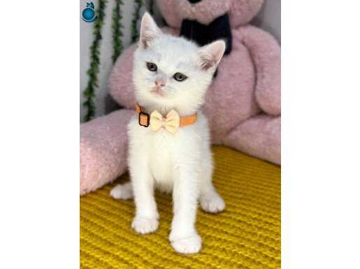 GÜZELLİK YENİ YUVAYA GİTMEYE HAZIR