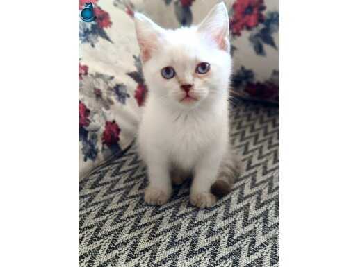 SEVGİ YUMAĞI YENİ YUVAYA GİTMEYE HAZIR