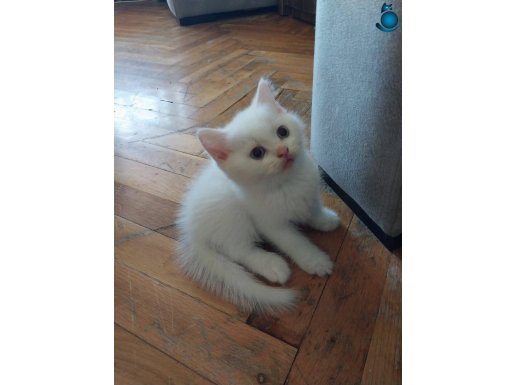 BICIRIK YAVRULARIMIZ TESLİME HAZIR