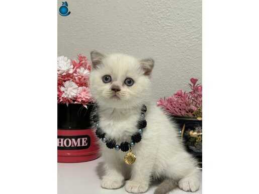 BAL BEBEĞİM TOSPİKİM TESLİME HAZIR