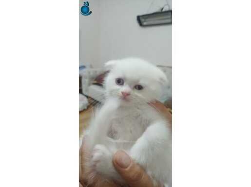 PAMUK YAVRULARIMIZ TESLİME HAZIR