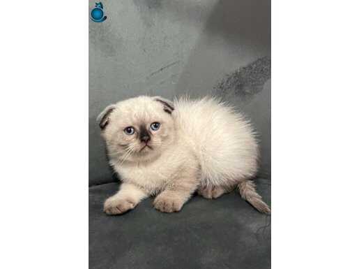 GÜZELLİK KONUŞUYOR..