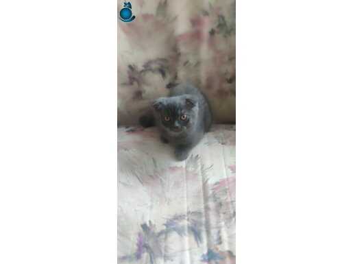 KEHRİBAR GÖZLÜ BEBEK TESLİME HAZIR