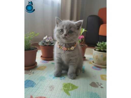 LİLAC AYI SURAT YAVRUM TESLİME HAZIR