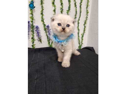 TOP YÜZLÜ BEBEĞİMİZ TESLİME HAZIR