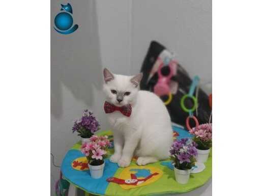 GÜZELLİK YENİ YUVASINI ARIYOR