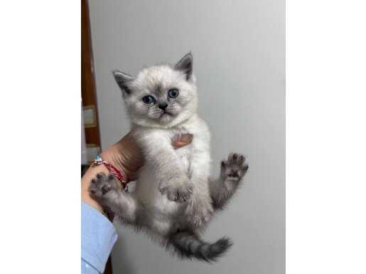 Boncuk gözlü bıcırıklar