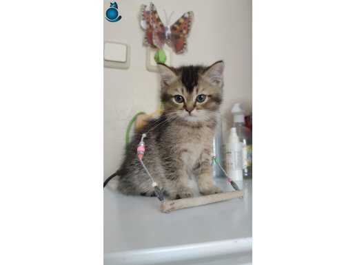 BLACK GOLDEN BEBEĞİMİZ TESLİME HAZIR