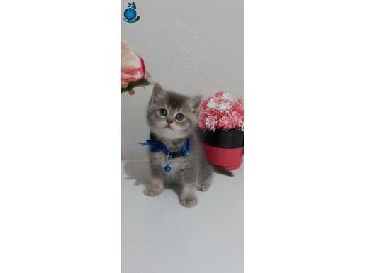 BAL SURAT PONÇİK TESLİME HAZIR