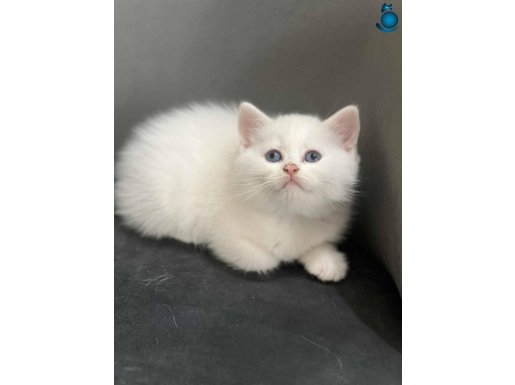 BAL PAMUKLARIM TESLİME HAZIR