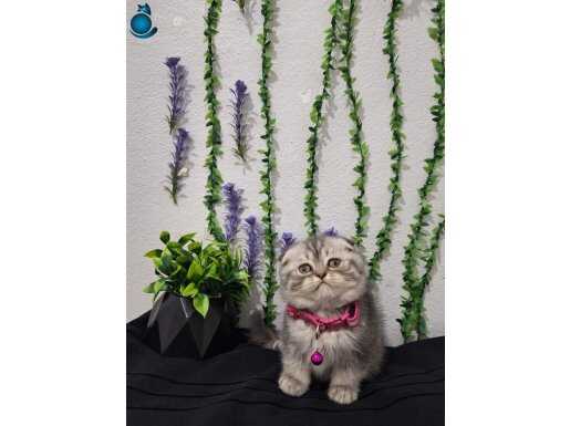 İLK AŞILARI YAPILDI.TOSPİK TESLİME HAZIR