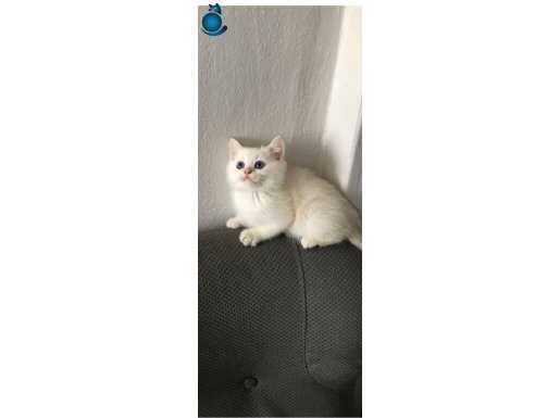 GÜZELLİK YENİ YUVASINI ARIYOR