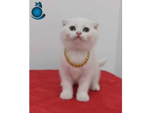 Kartopu gibi pamuk bebeklerim