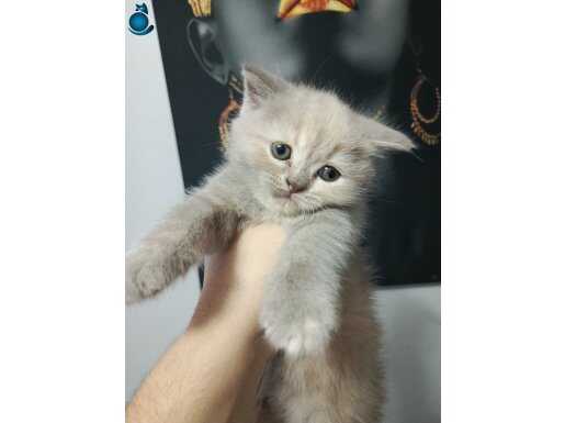 Lilac dişi gri olan erkek teslime hazır yavrular