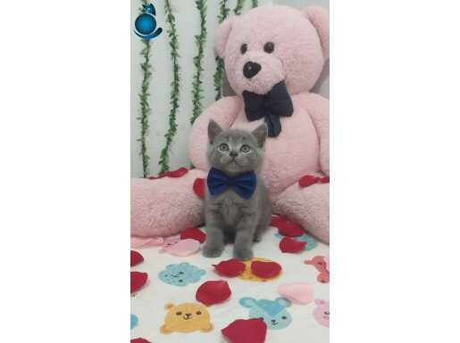 BU GÜZELLİKLER EVİNİZE NEŞE KATACAK