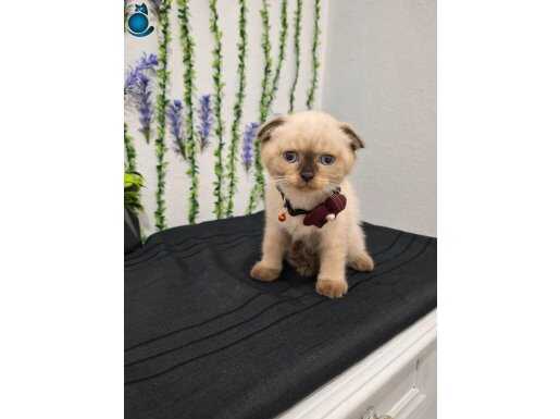 Bu güzellik şakamı çok tatlı bir minnoş teslime hazır