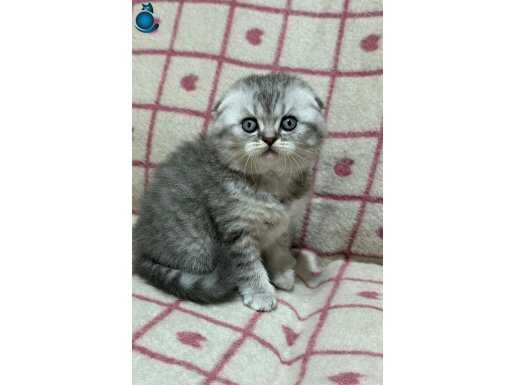 TOP SURAT MİNNOŞLARIM TESLİME HAZIR