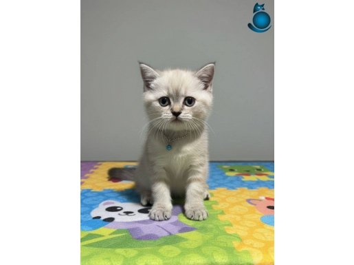 PAMUK GİBİ YAVRULARIM TESLİME HAZIR