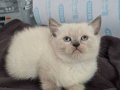 Sevimli Afacanlar Yeni Yuvaya Gitmeye Hazır