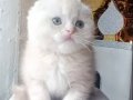 Yuvarlak Suratlı Ponçik Scottish Fold Yavrusu