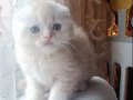 Yuvarlak Suratlı Ponçik Scottish Fold Yavrusu
