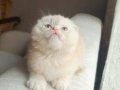 Yuvarlak Suratlı Ponçik Scottish Fold Yavrusu