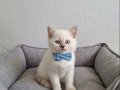 Maviş Gözlü Bıcırıklar Teslime Hazır