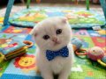 Pamuk Boncuk Teslime Hazır