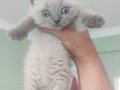 Pamuk Boncuk Teslime Hazır