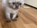 Pamuk Boncuk Teslime Hazır