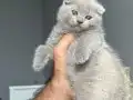 Lilac ve çikolata point bebekler teslime hazır