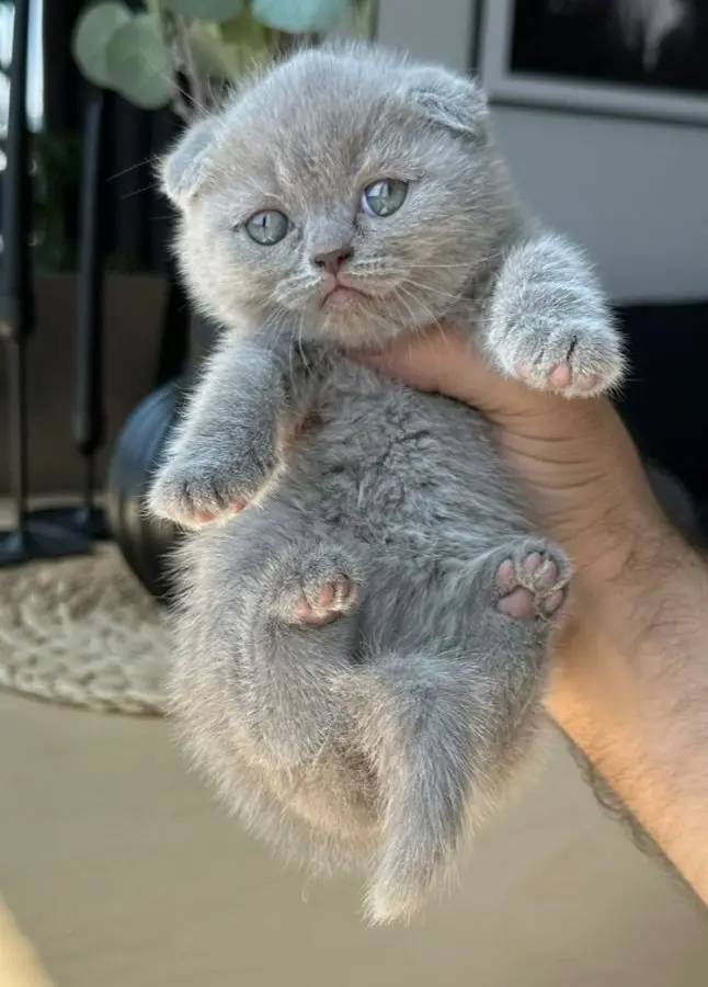 Lilac ve çikolata point bebekler teslime hazır