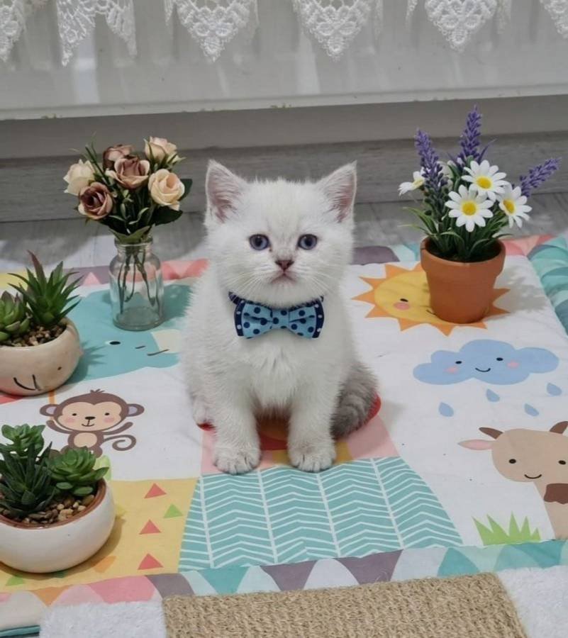 Evinizin neşesi olacak sevimli yavrular