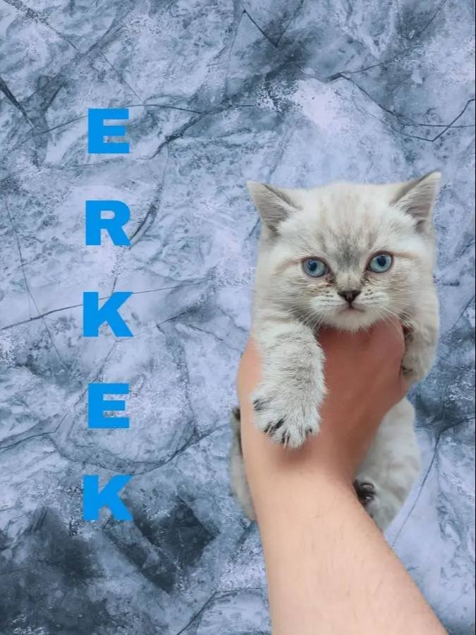Evinizin neşesi olacak sevimli yavrular