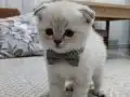 Top suratlı minnoş yeni yuvasını arıyor