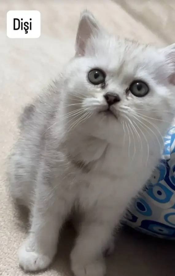 Silver bebekler teslime hazır