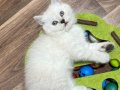 Silver bebekler teslime hazır