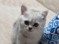 Silver bebekler teslime hazır