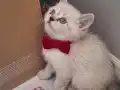 Bocuk gözlü yavrularım teslime hazır