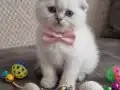 Top yüzlü bebeğimiz teslime hazır