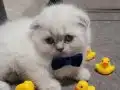 Top yüzlü bebeğimiz teslime hazır