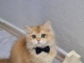 Golden NY12 bebeğimiz teslime hazır