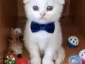 Pamuk şekerimm