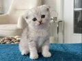 Bal suratlı ponçikler teslime hazır