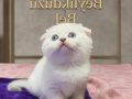 Bal suratlı ponçikler teslime hazır